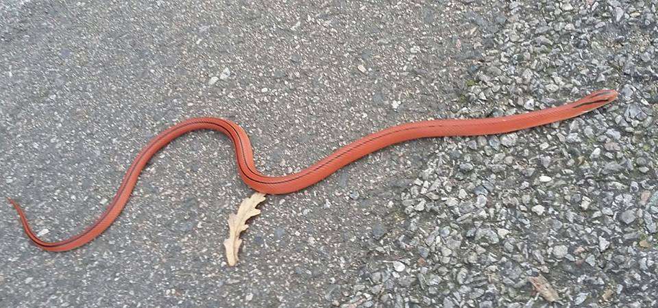 The snake was spotted by a dog walker