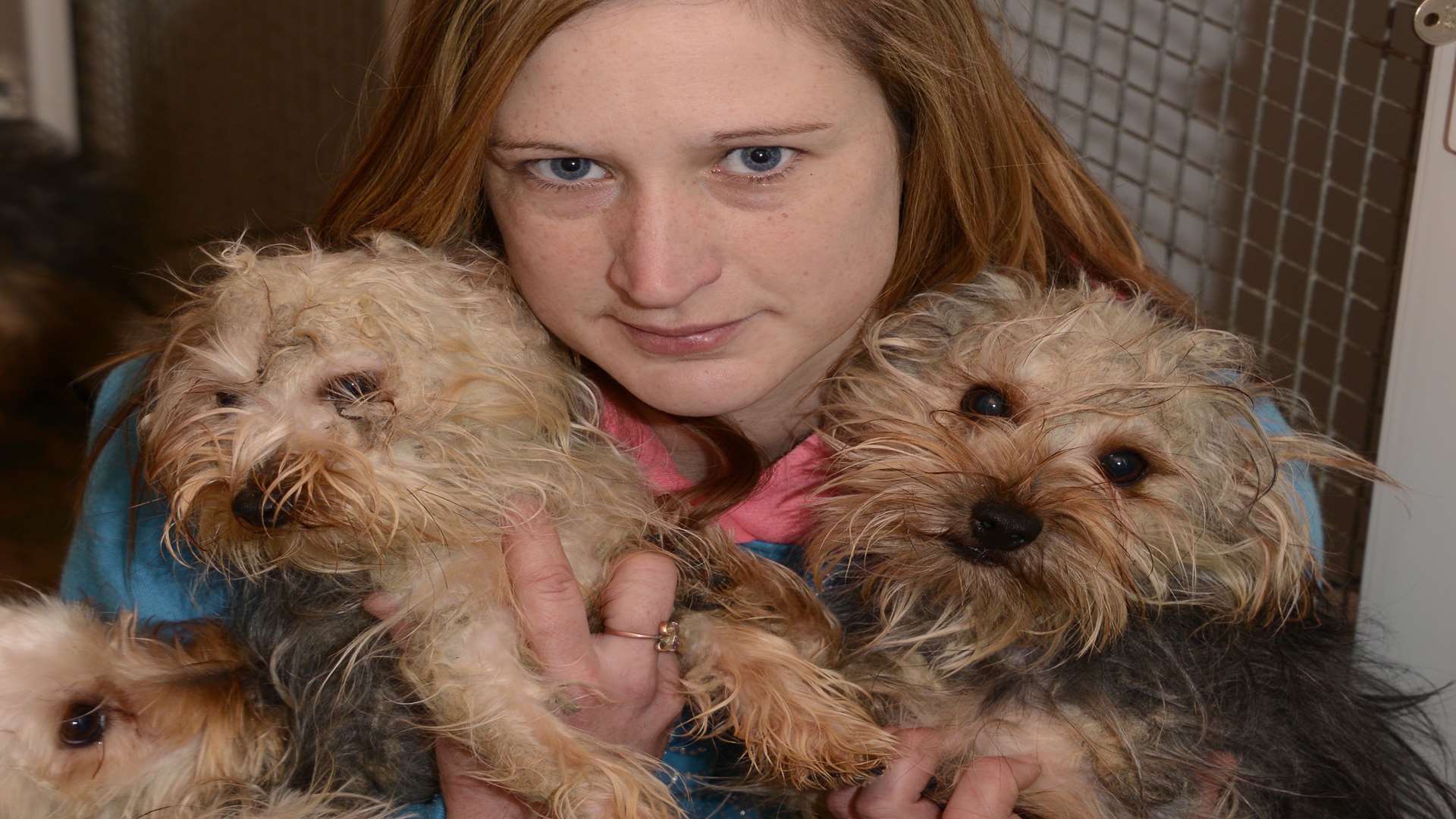 Kimberley White with some Yorkshire Terriers. Picture: Paul Amos