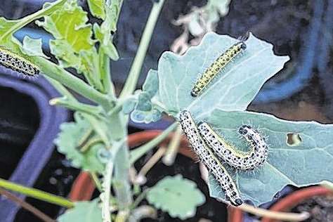 My greens have be extensively holed by caterpillars