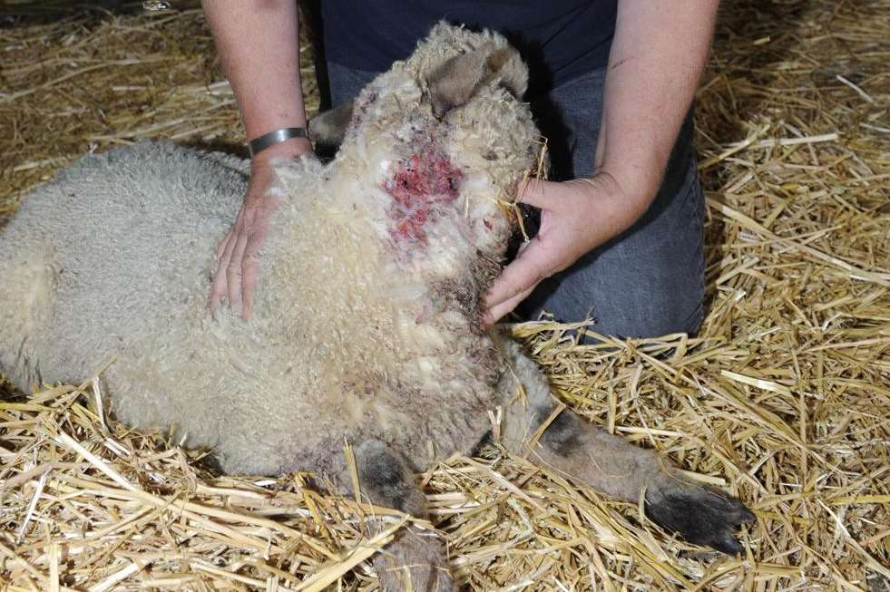 Farm owner Julie Murray had sheep killed and injured