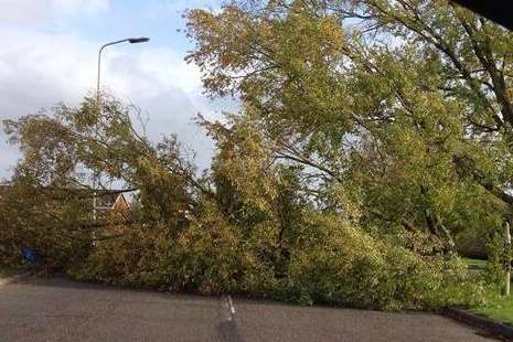 A fallen tree in Ashford. Picture: @fionakeogh1