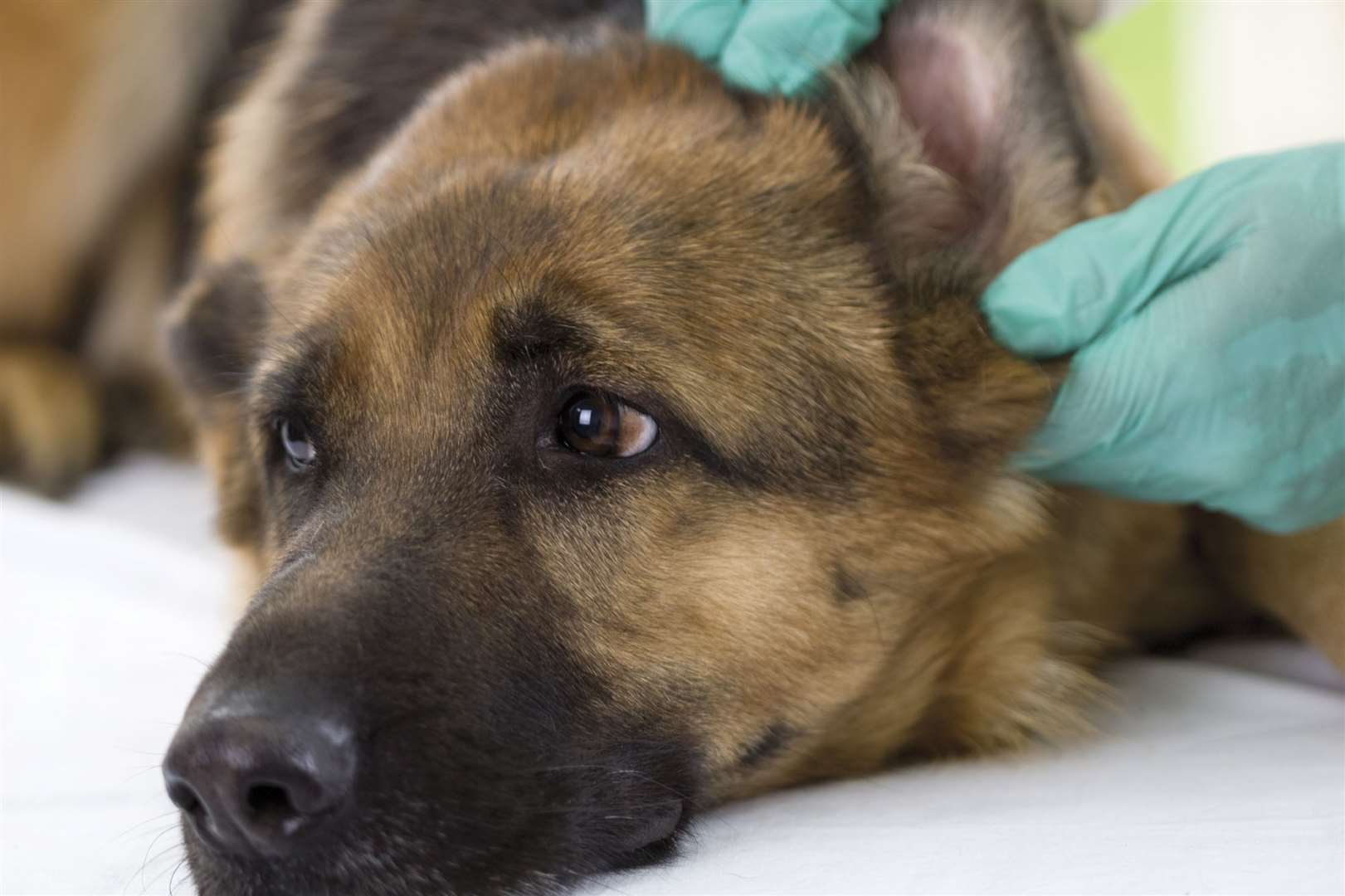 Vets can scan for a chip. Image: iStock.