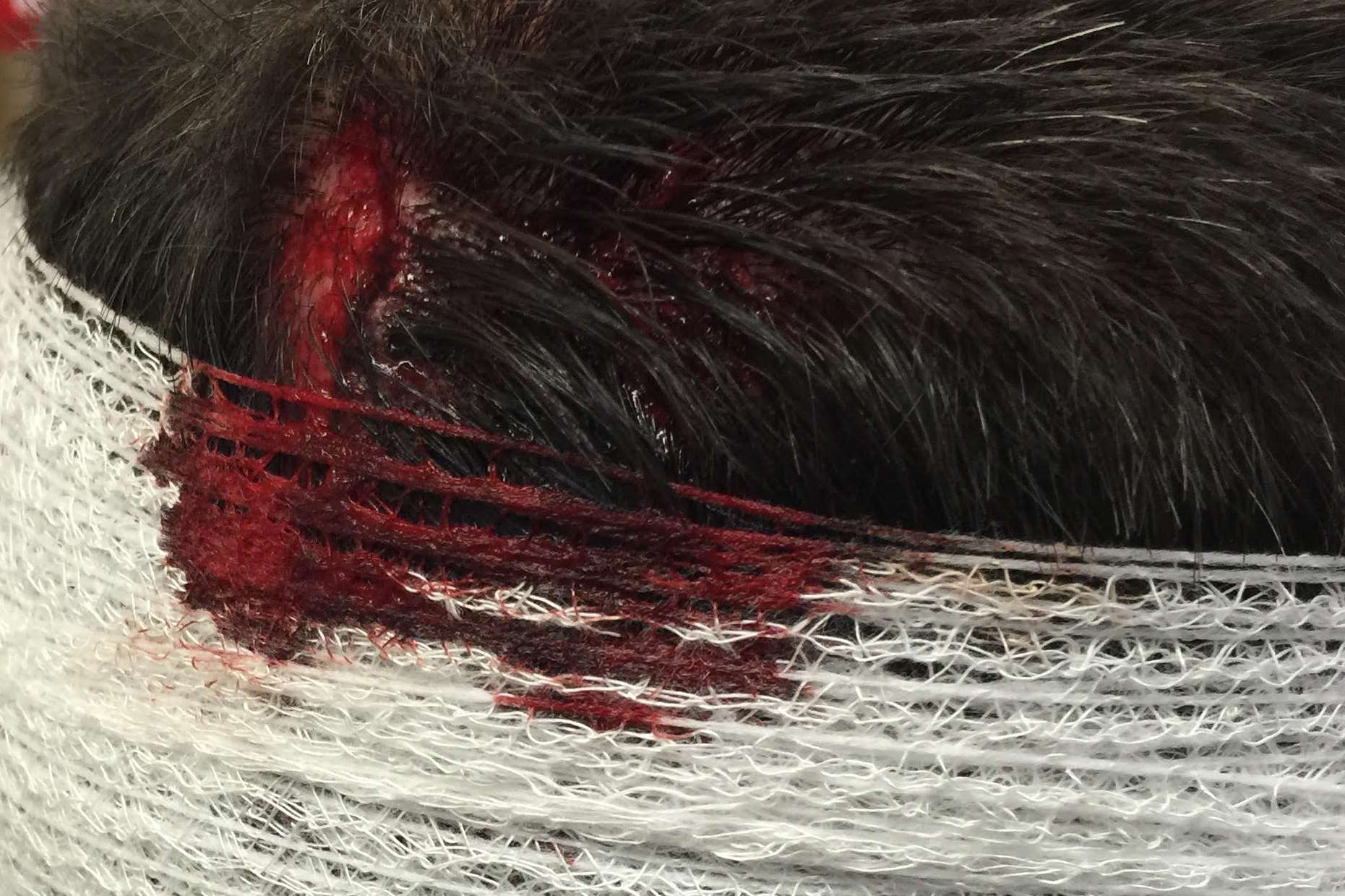 A wound to the back of hit-and-run victim Stephen Friday's head