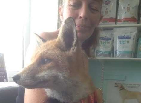 Scary, being held by Lorraine from animal charity Kent Wildlife Rescue Service