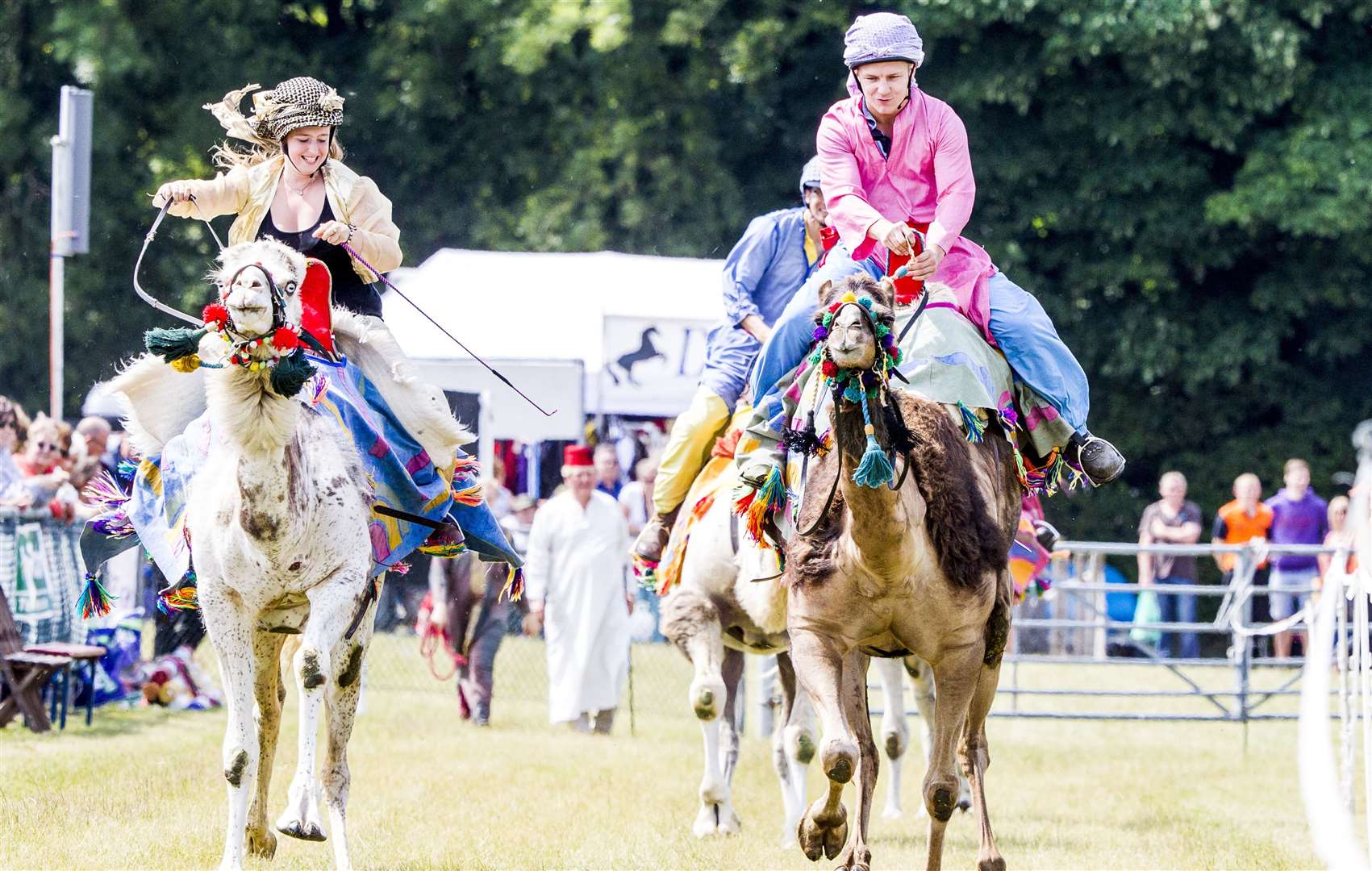 Racing camels will be at the Kent County Show