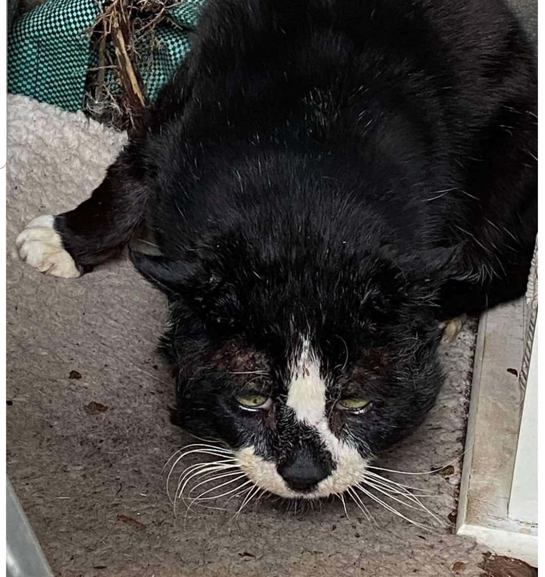 A cat found with bite marks and puncture wounds that sadly had to be put down