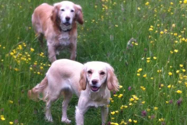 Cocker spaniels Barney and Inca who have gone missing