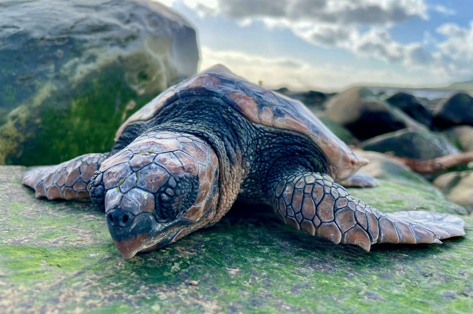 The turtle found in Dorset was taken in by rescuers. Picture: BDMLR