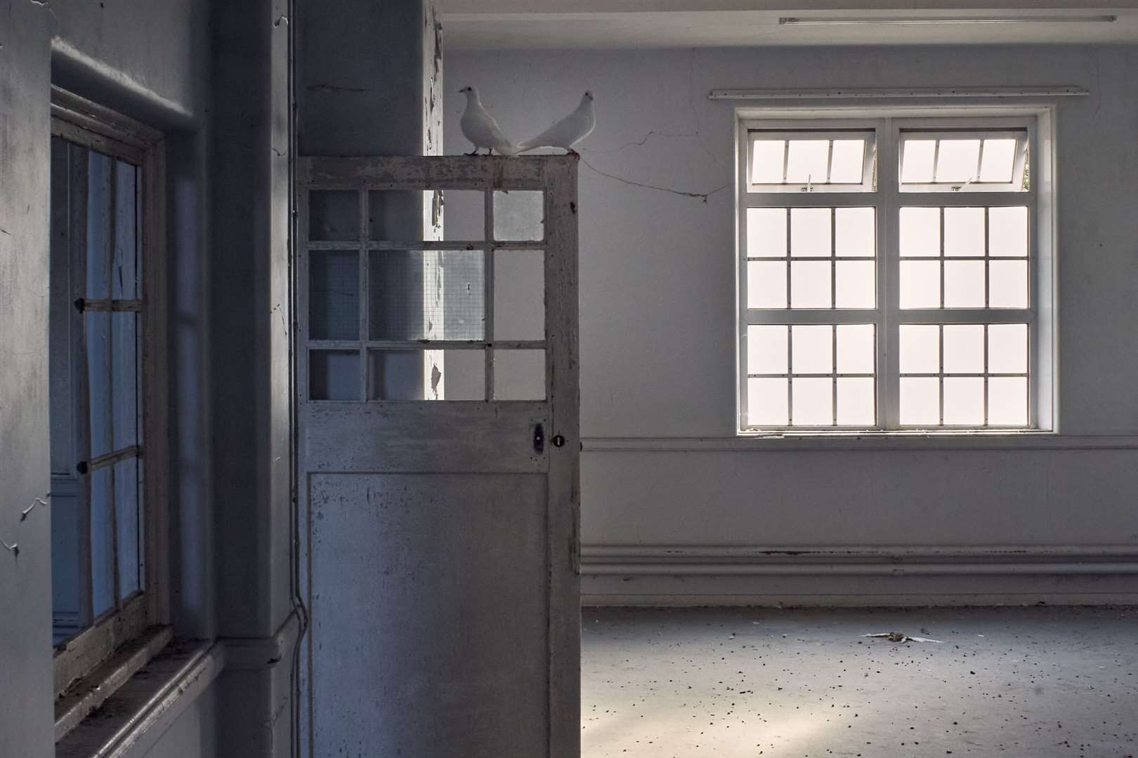 Two doves find a home in the old manor house in 2006. Images: Jamie McGregor Smith