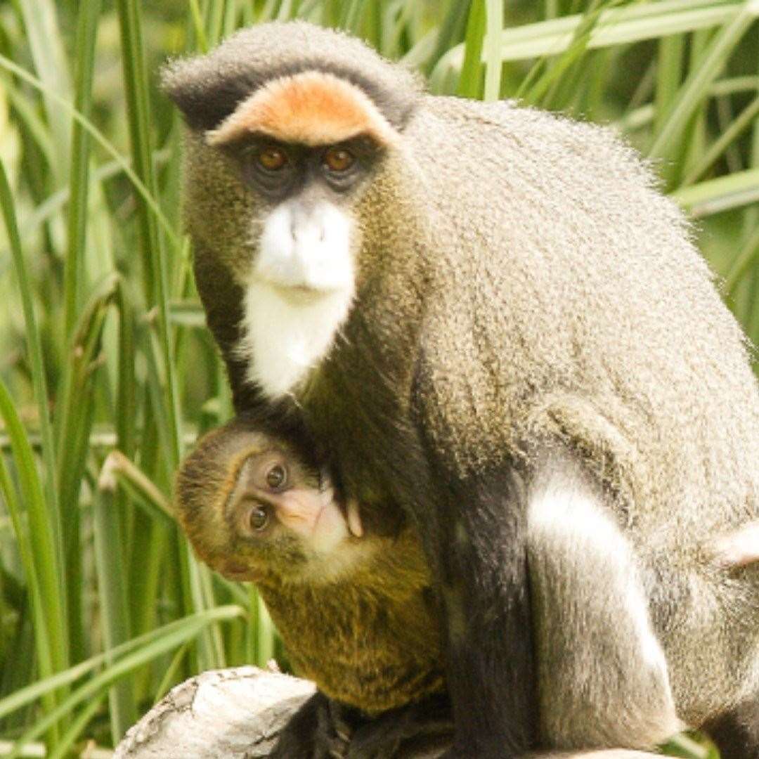Cabinda with one of her 12 children. Photo: Port Lympne