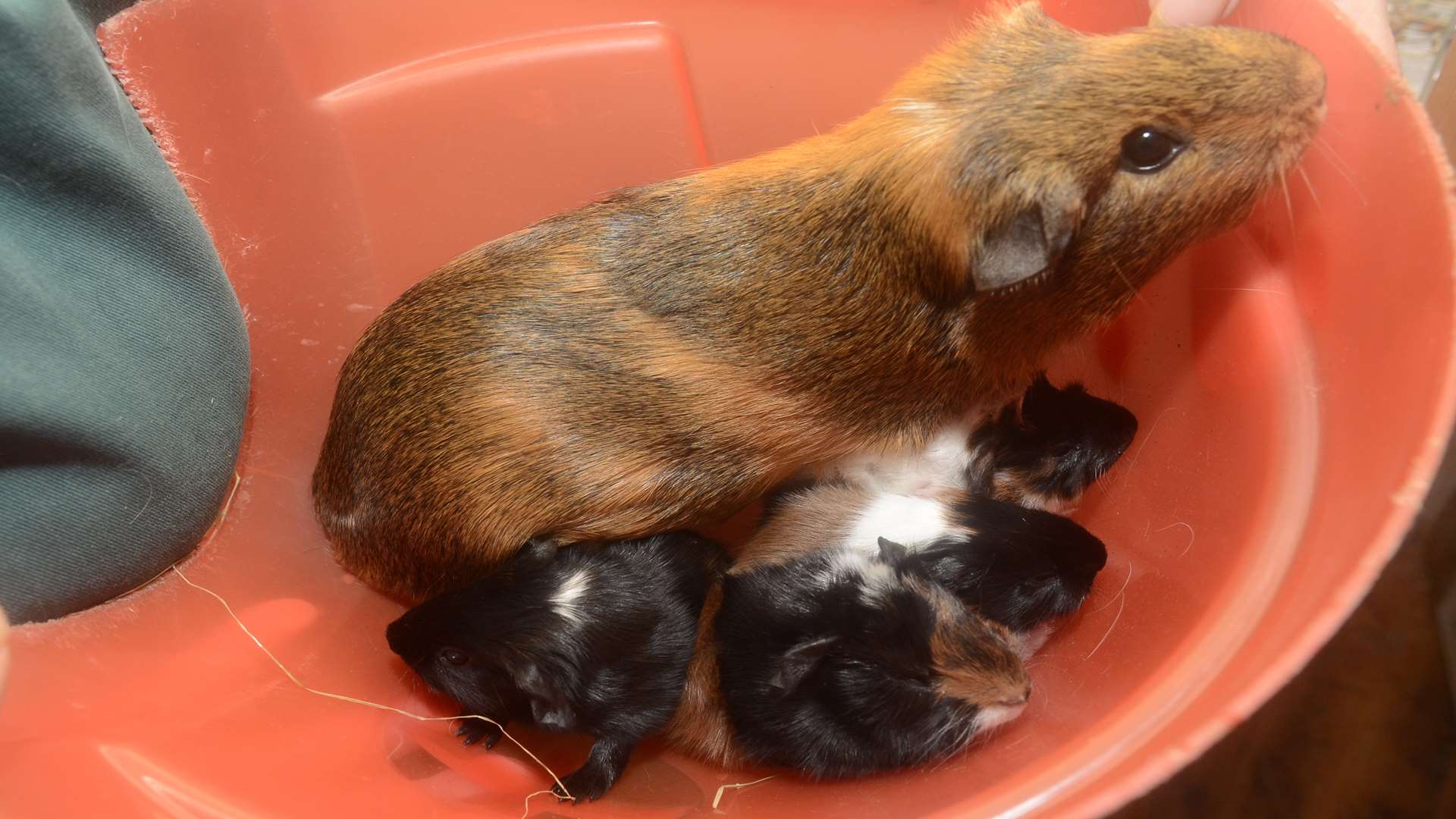 Nutmeg and her babies at the April Lodge Guinea Pig Rescue