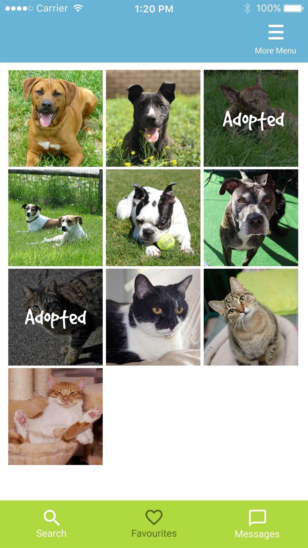 The Pawfect app lets you find rescue animals that suit you. (2647813)