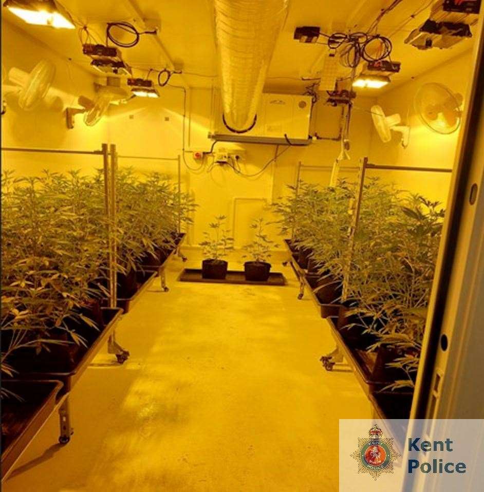 Around 180 plants were found. Picture: Kent Police