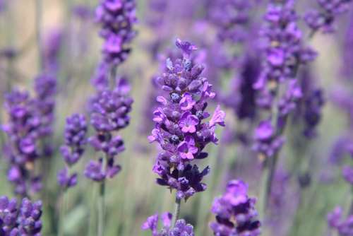 Get your lavender fix in Whitstable