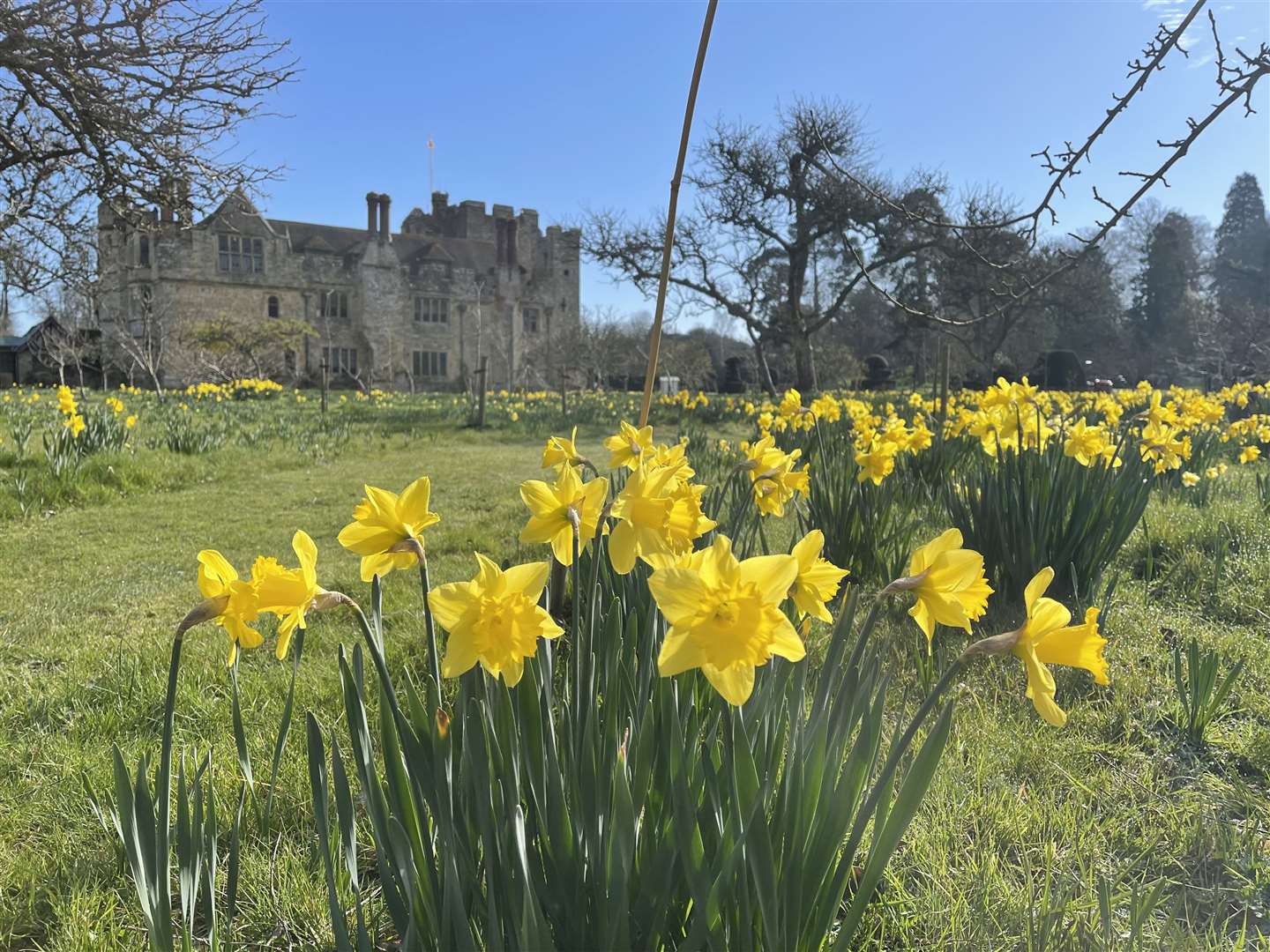 Daffodils in Anne Boleyn’s orchard. Picture: Vikki Rimmer