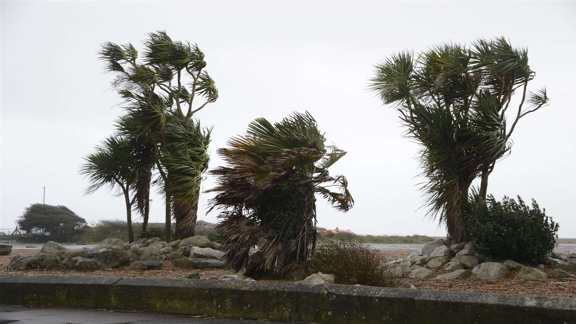 Trees blowing on Folkestone seafront . Picture: Paul Amos.