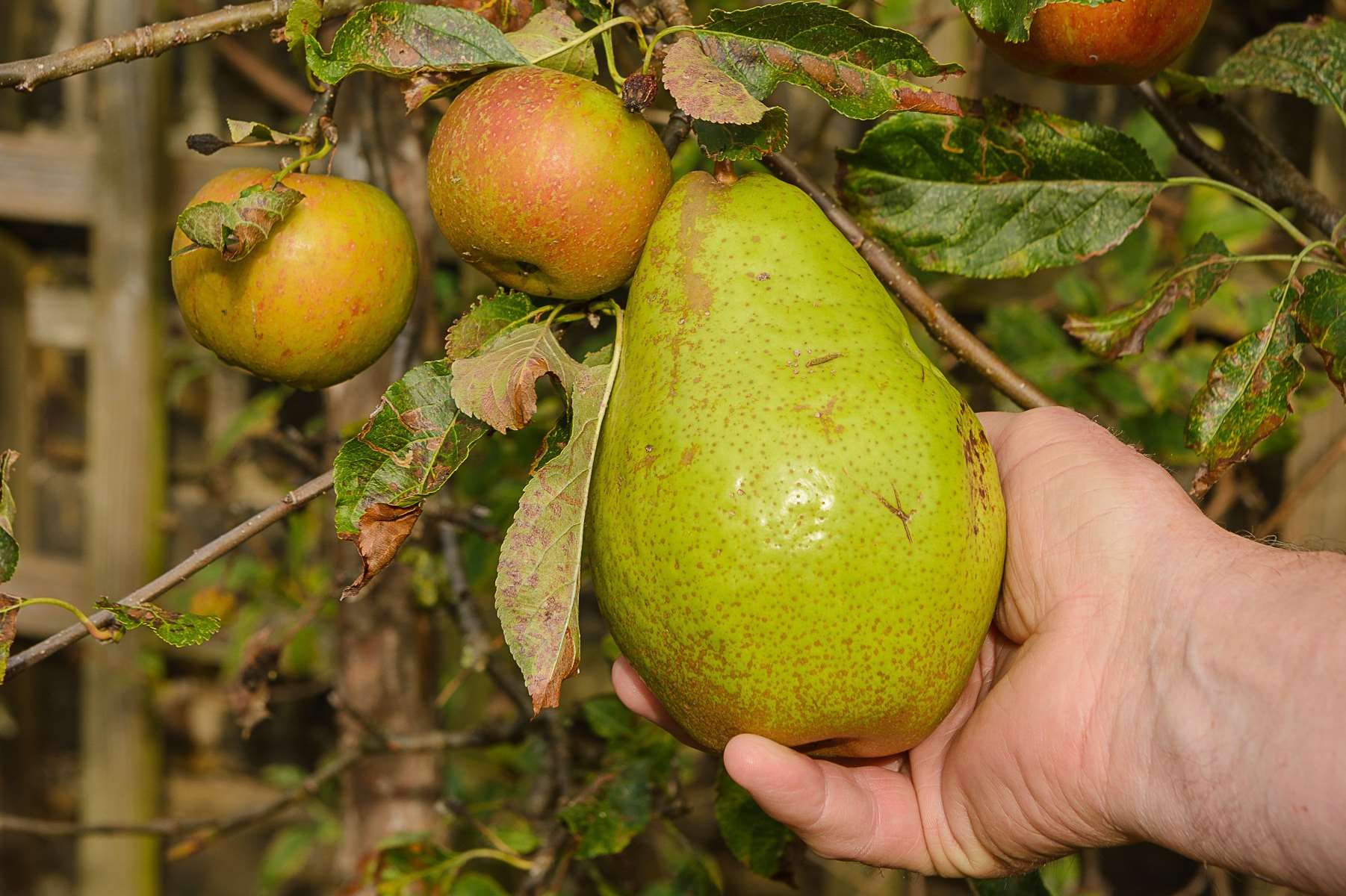 The pears are far larger than your average fruit