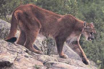 Pumas have been spotted in Kent, it's claimed
