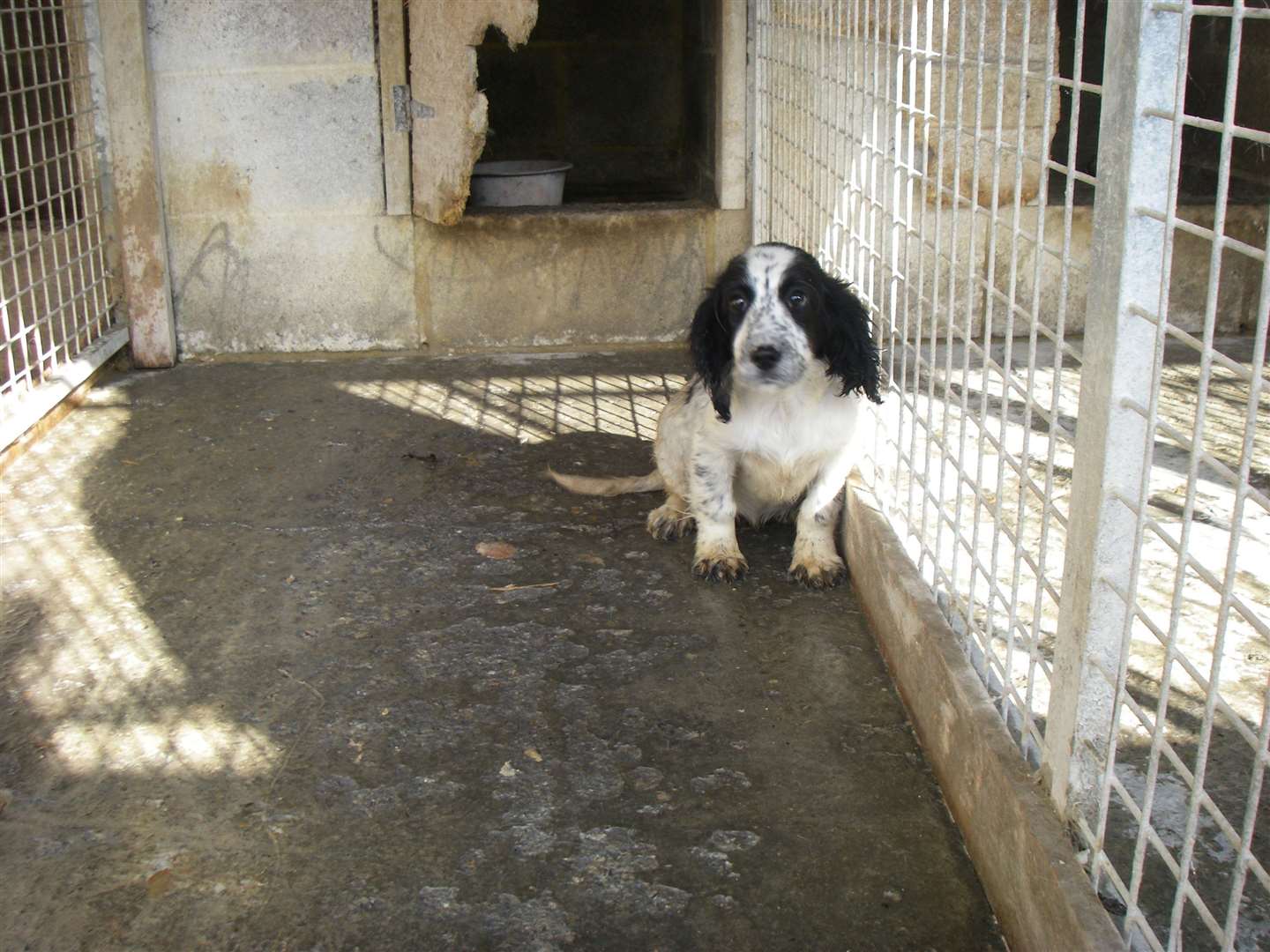 Many animals were stored in small cages without beds or toys. Picture: RSPCA (15157828)