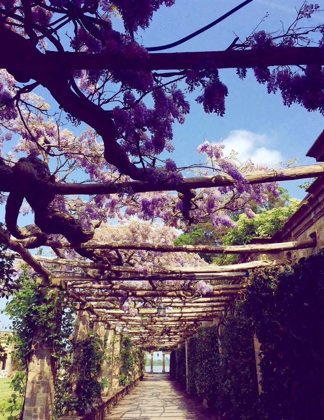 Wisteria sinensis stretching along Pergola Walk and all the way to the loggia and lake
