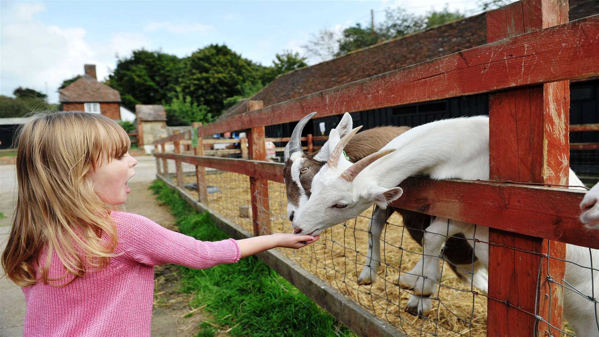 See the sheep and other animals at Kent Life