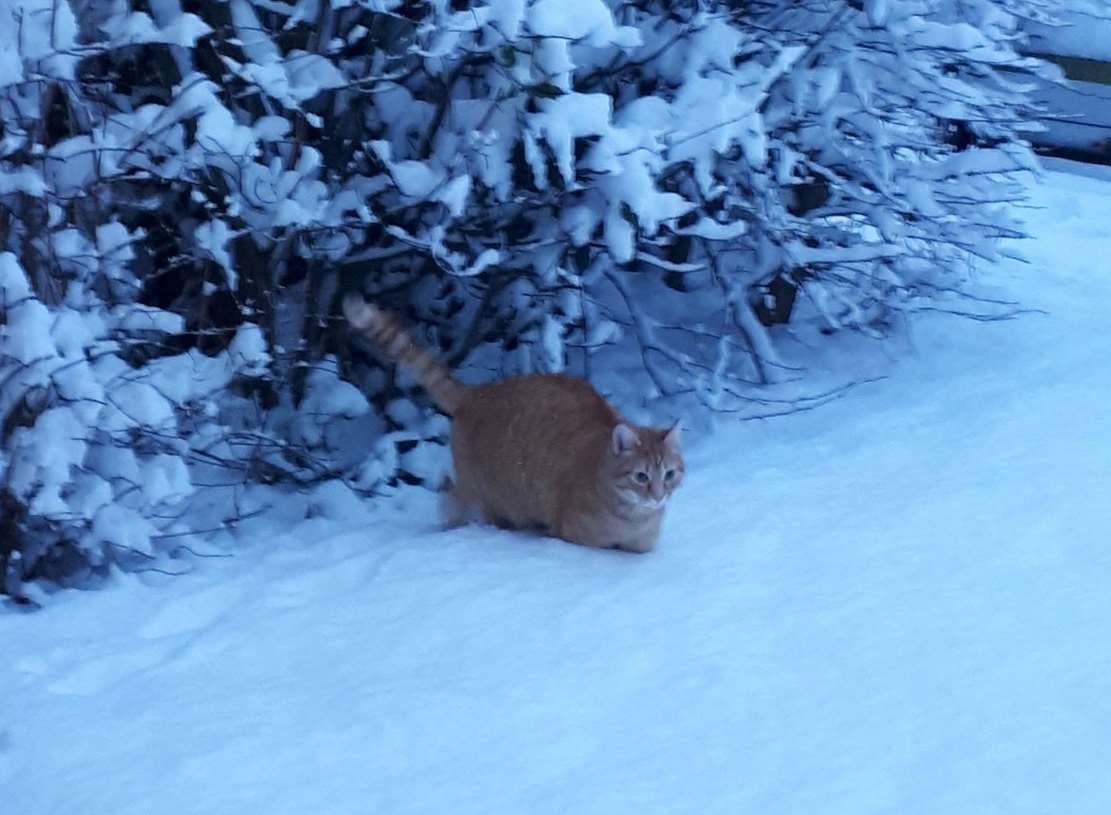 Elmo the cat enjoys the snow. Picture: Sheleia