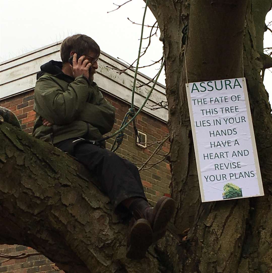 Protester Mark Hood in a tree he is trying to save in River Lawn Road in Tonbridge