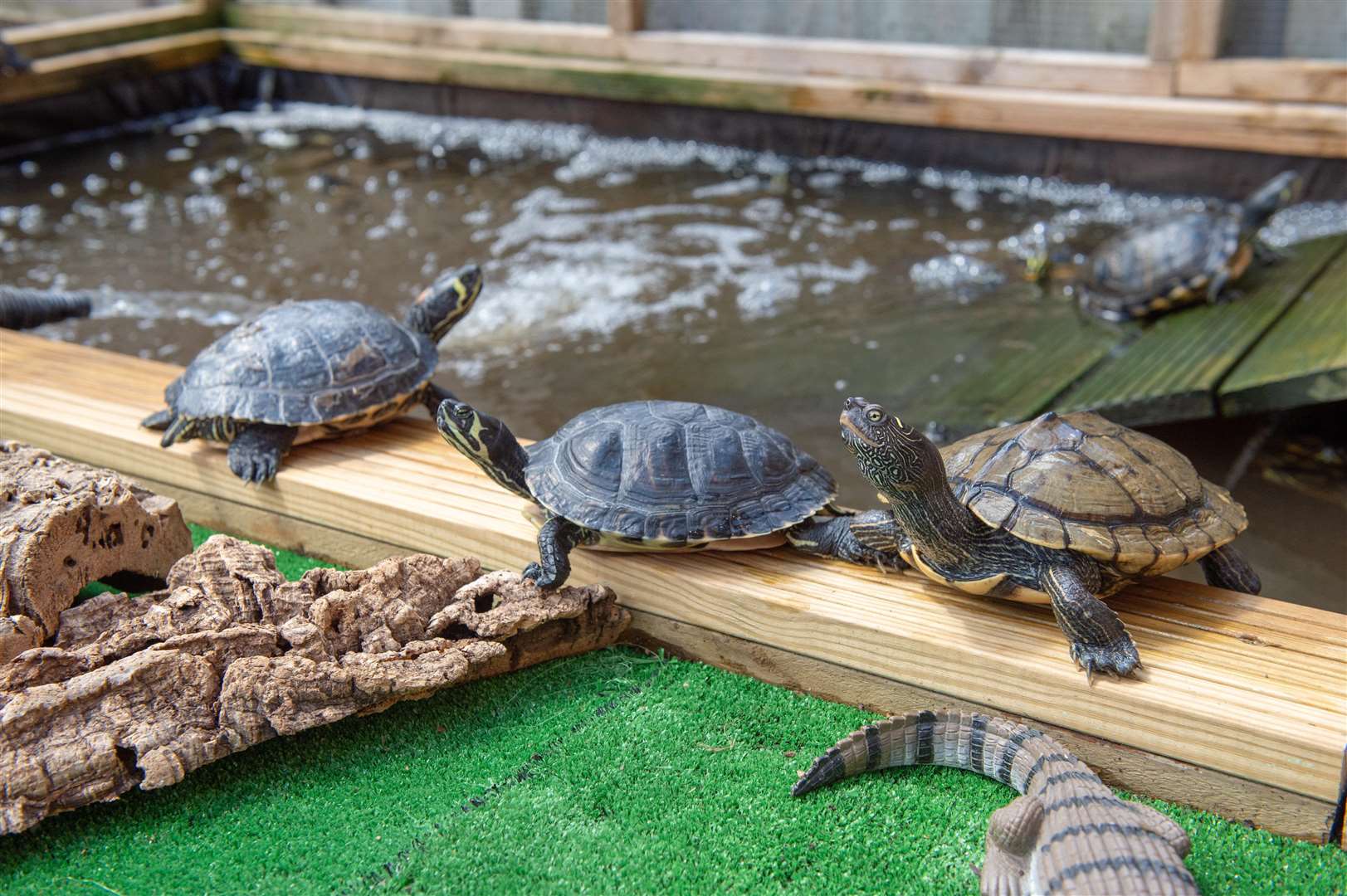 Michael Butcher has converted his home and back garden into a turtle and terrapin sanctuary