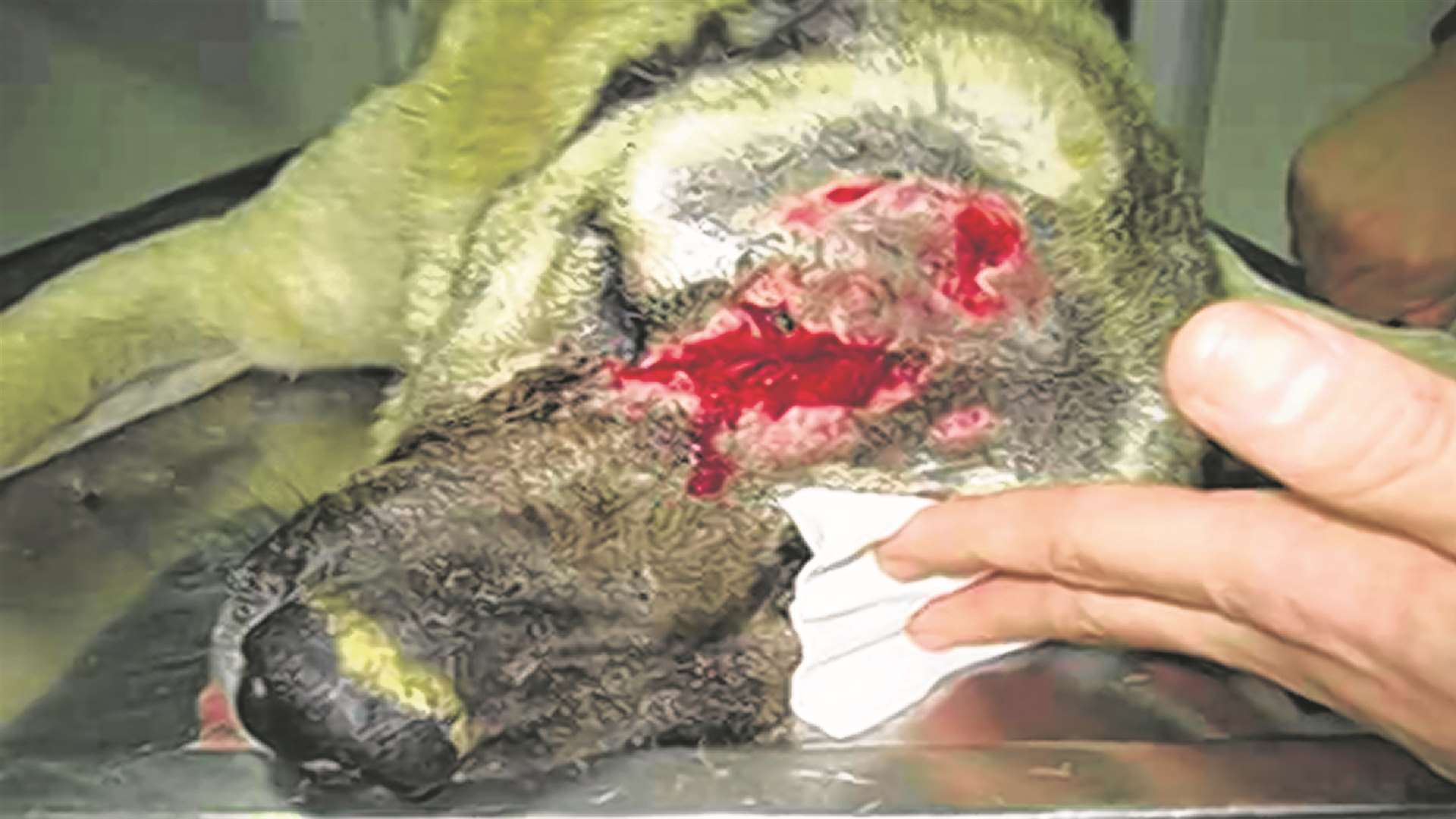 This picture shows the horrific wounds suffered by Celina.