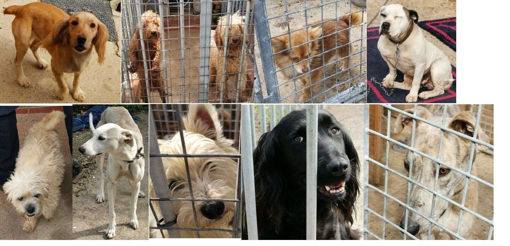 A number of stolen dogs need to be reunited with their owners