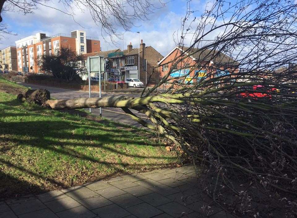 Fallen tree at the junction of Union Street and New Road, Chatham, this afternoon