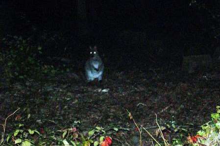Dan's sighting was not the first one for Kent... this grainy image shows a wallaby in Pluckley in 2009