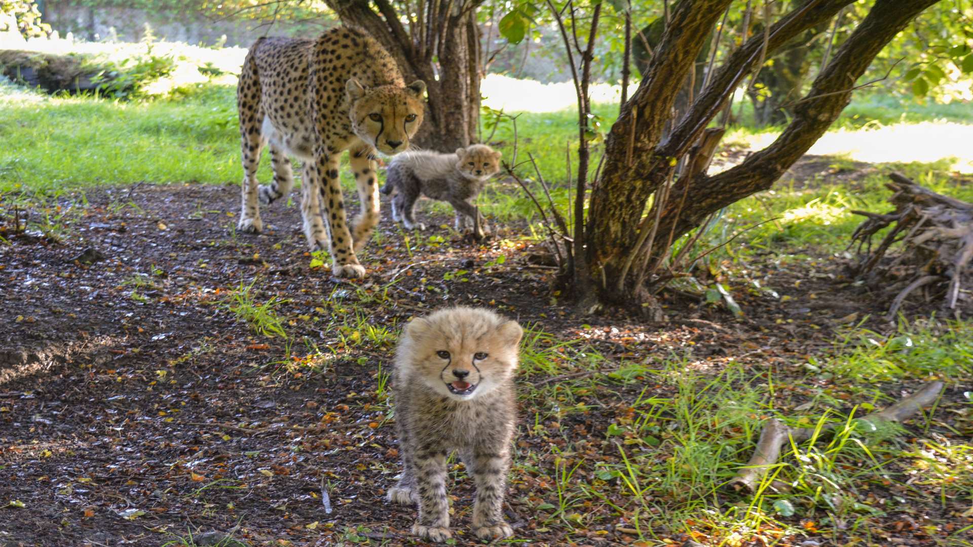 The cheetah cubs with their mum, Split