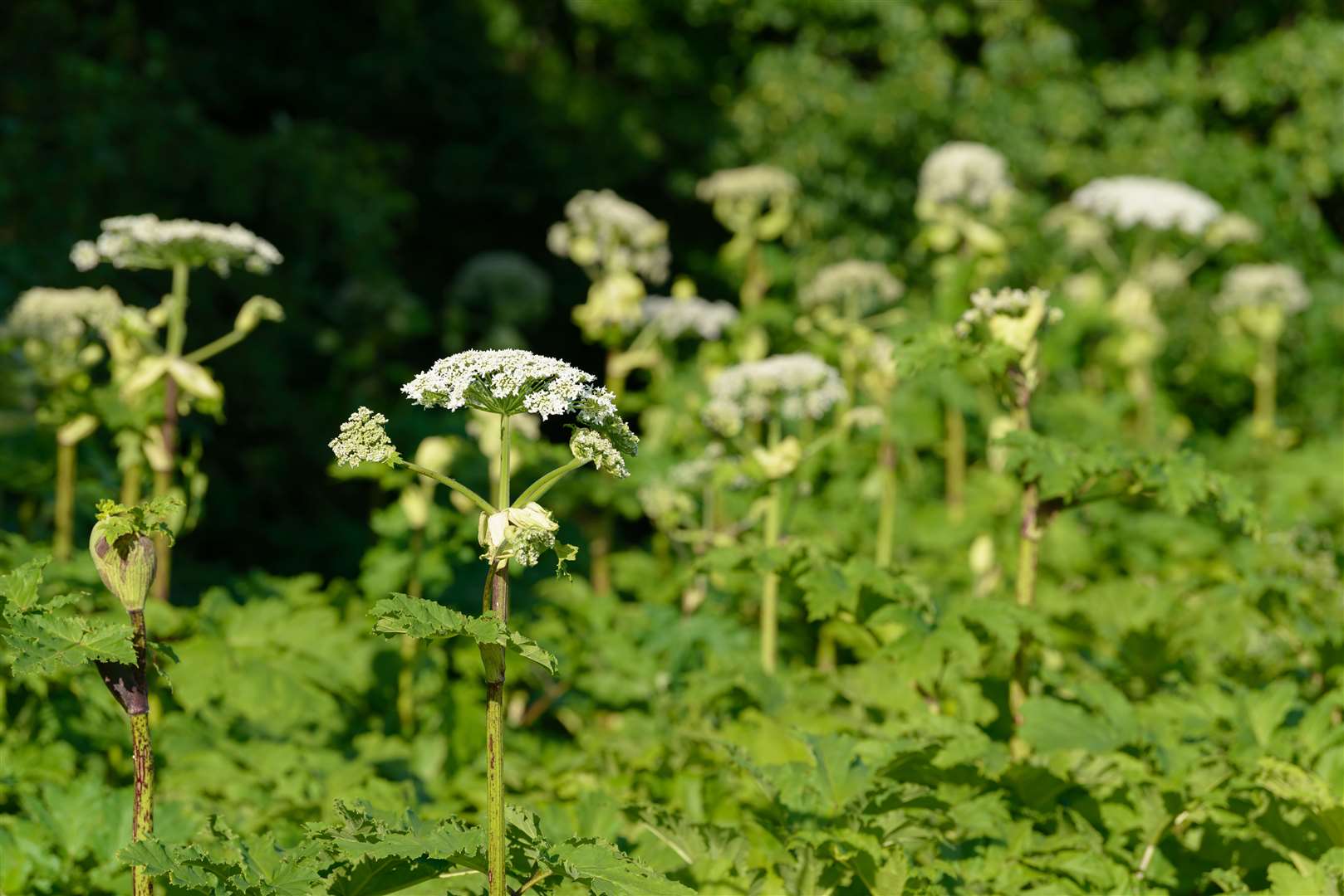 Hogweed can resemble cow parsley. Photo: Shutterstock