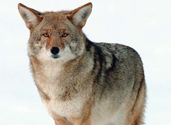 The fur trim on one of the jackets is made of coyote fur. Picture: Yathin S Krishnappa via Wikipedia