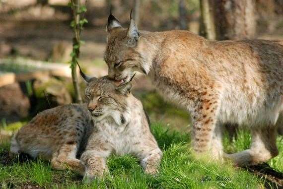 Cara and Shria, Wildwood's lynx