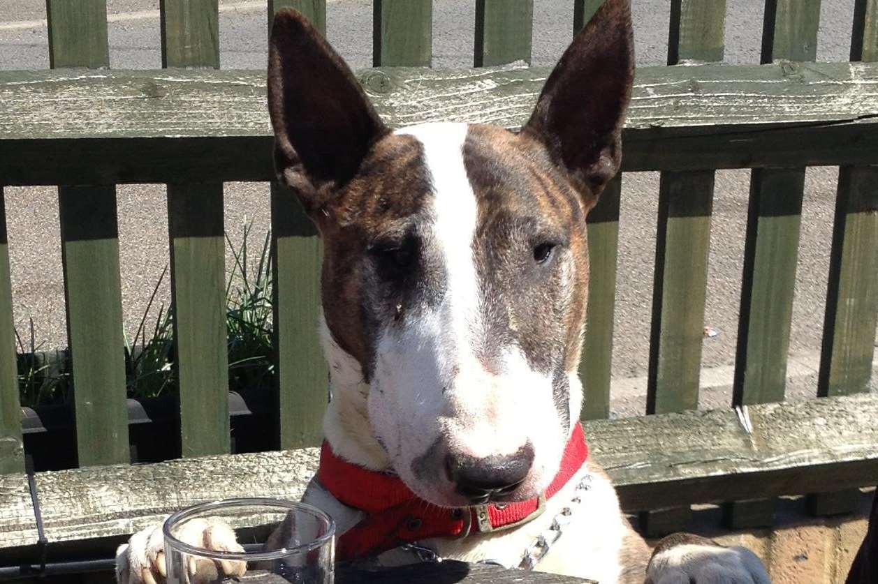 The English bull terrier was a rescue dog
