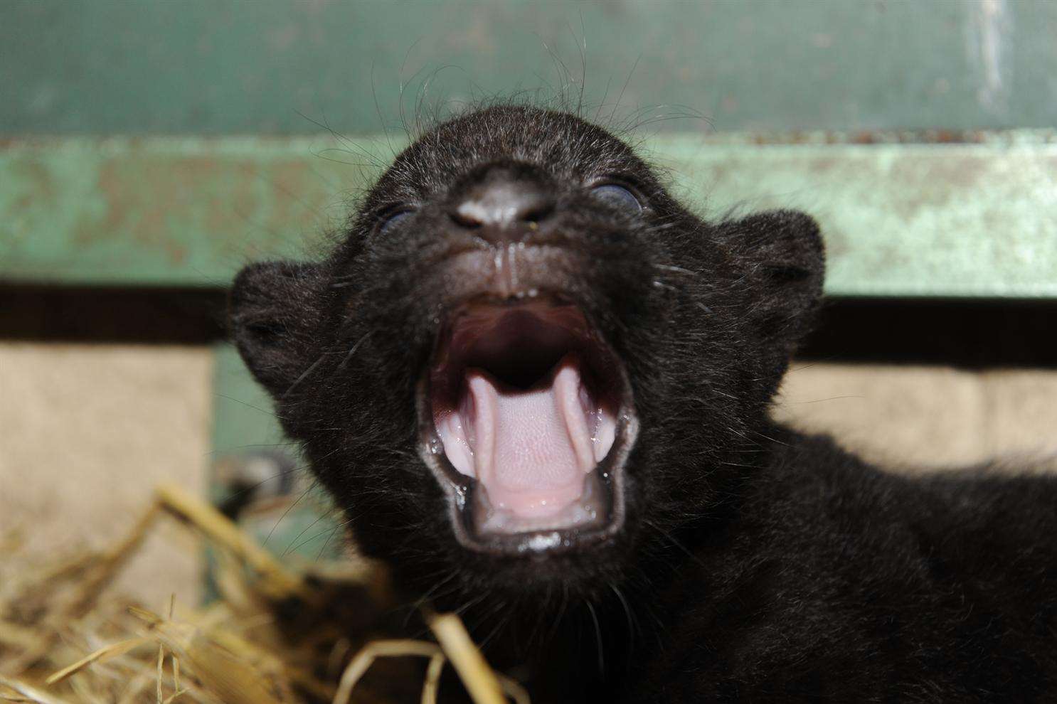 A baby jaguar gives a big yawn