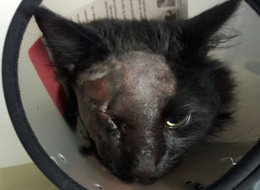 The horrific injuries suffered by the cat