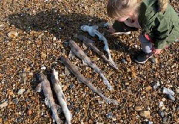 Dozens of dead dogfish have been found on Herne Bay beach. Picture: Peter Langdown