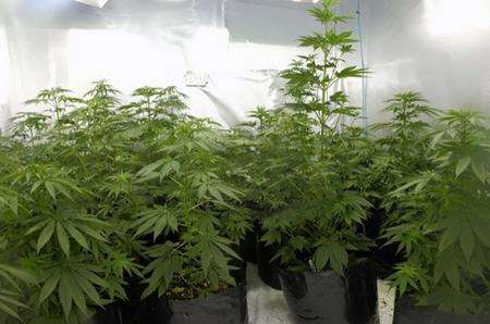 Police uncovered more than 500 cannabis plans on a raid in Hastingleigh