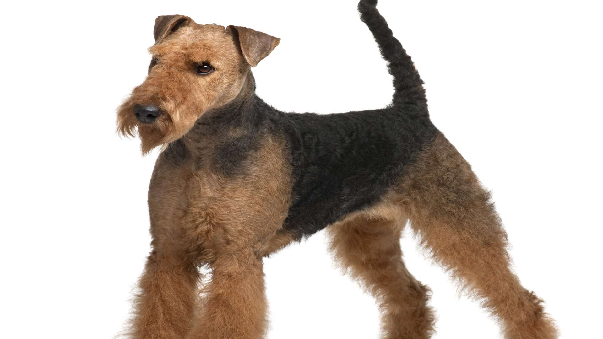 Pamela Curran was left with only one Airedale terrier