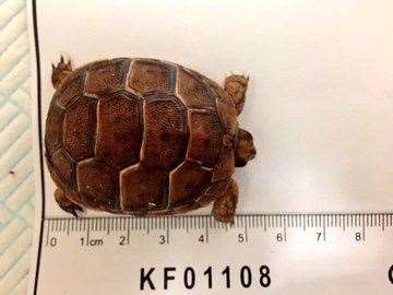 The tortoises found were between 5-7cm long. Picture: Kent Police