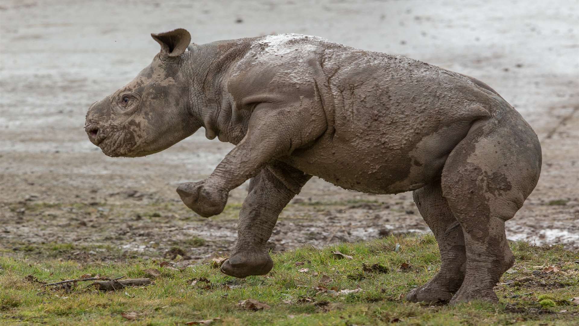 A baby rhino pictured at Port Lympne this year