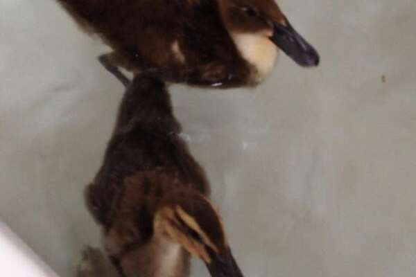 Ducks Floyd and Danny in the bath