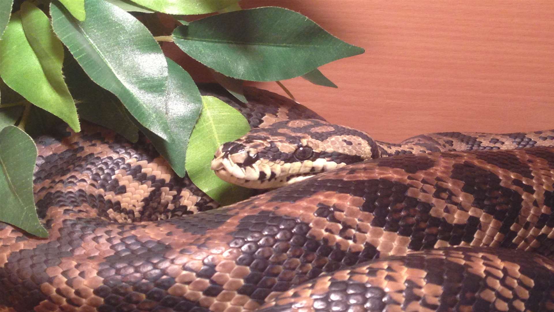 Six foot python on the loose in Maidstone