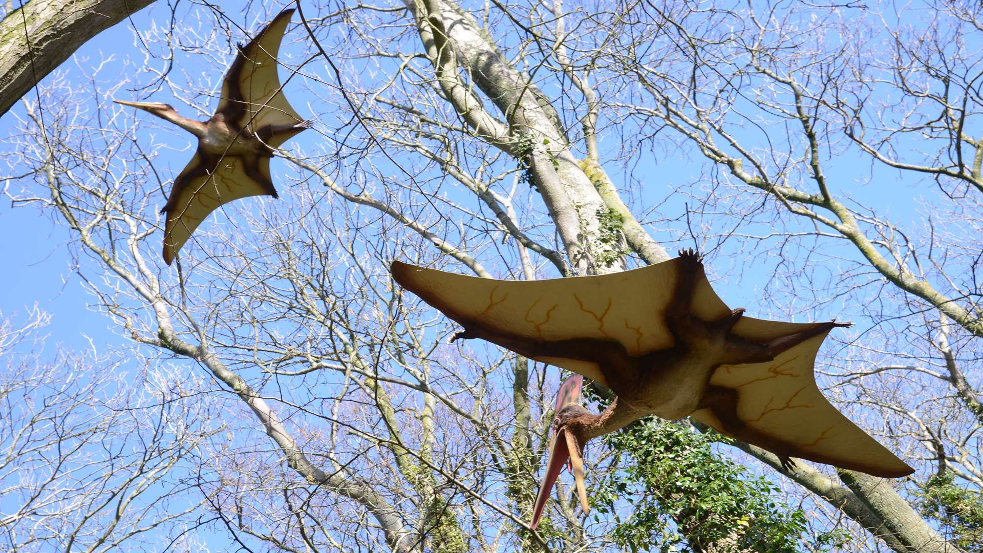 Flying species in the new dinosaur exhibition at Port Lympne Reserve.