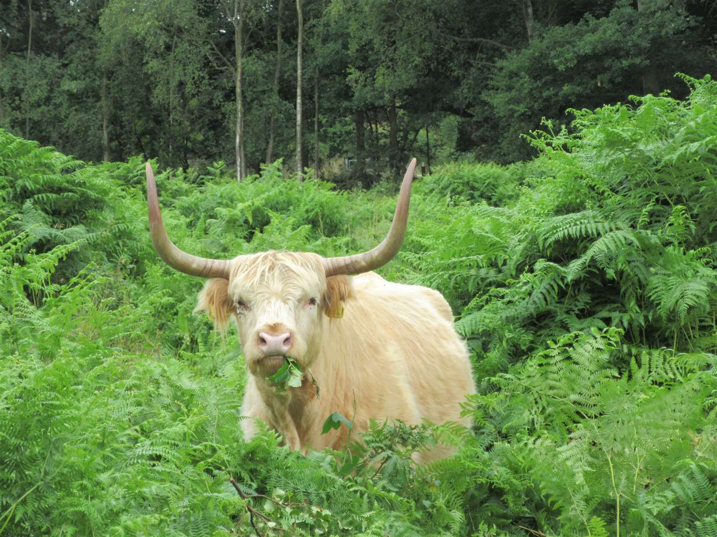 Highland cattle have been introduced at Hothfield Commons (1256232)