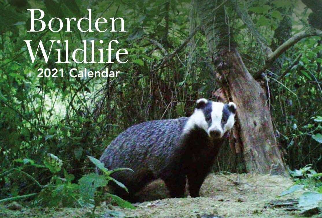 Badger on the front cover of the Borden Wildlife Group 2021 calendar