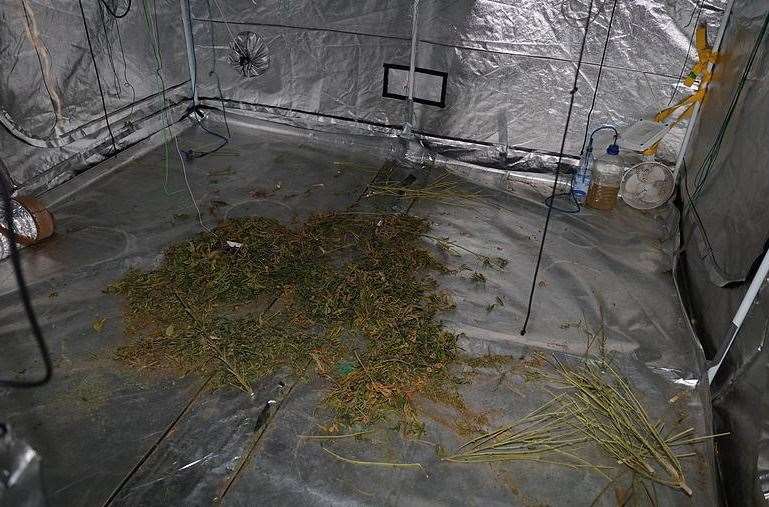 Evidence of cannabis cultivation at Moulder's home. Picture provided Kent Police